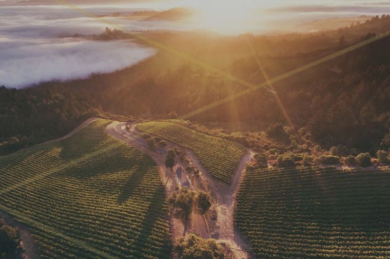 Photo for: Majuscule Wine: Small Napa Winery